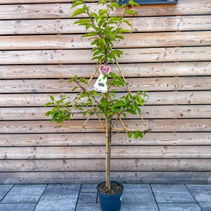 Čerešňa vtáčia (Prunus avium) ´HEDELFINGER´ neskorá, 140-160 cm, kont. C7.5L - tvarovaná stena